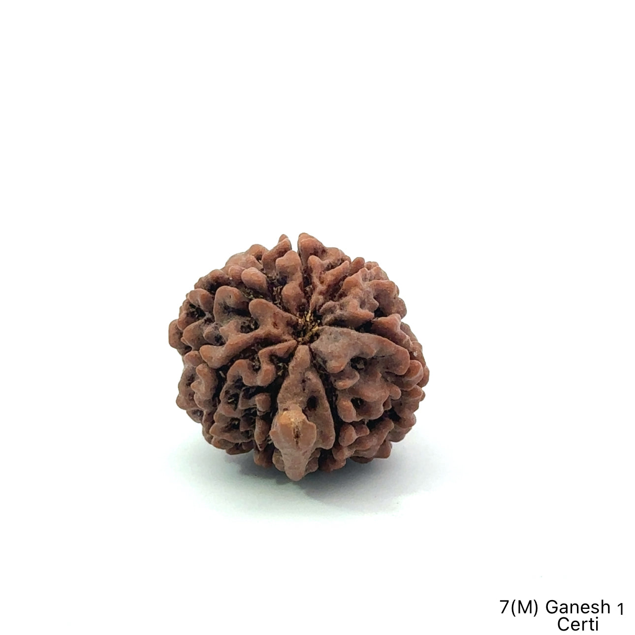 Natural 7 Mukhi Ganesh Rudraksha – Wealth, Wisdom & Obstacle Removal