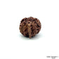 Natural 5 Mukhi Ganesh Rudraksha – Wisdom, Protection & Spiritual Success