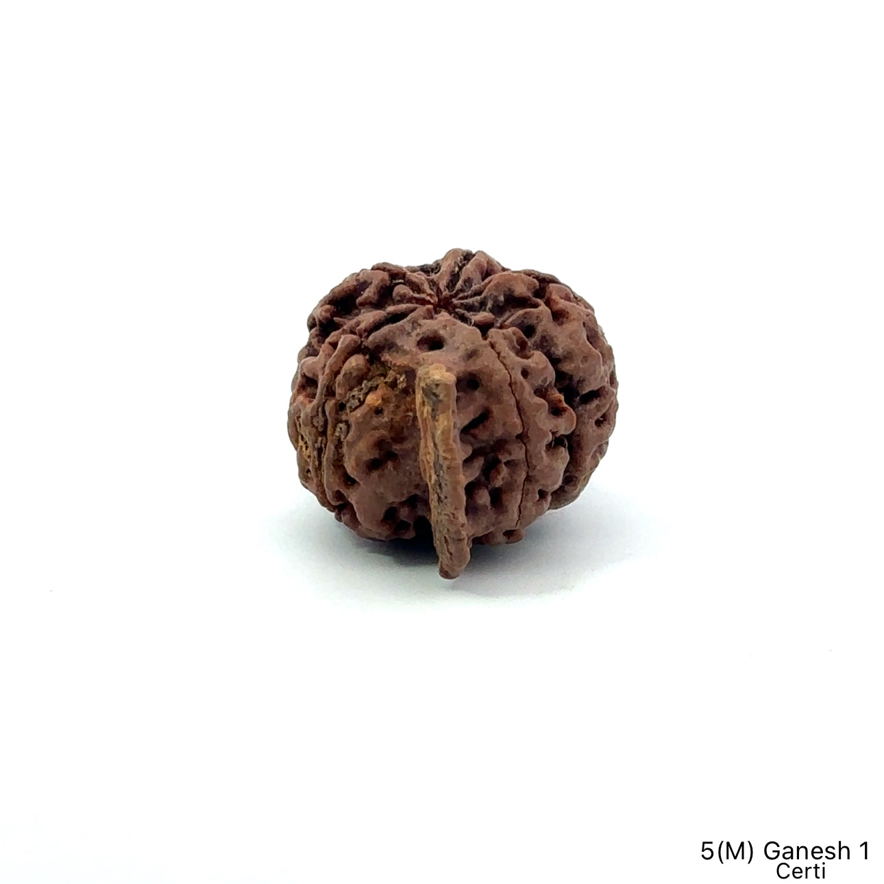 Natural 5 Mukhi Ganesh Rudraksha – Wisdom, Protection & Spiritual Success
