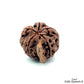 Natural 5 Mukhi Ganesh Rudraksha – Wisdom, Protection & Spiritual Success