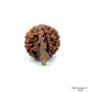 Natural 5 Mukhi Ganesh Rudraksha – Wisdom, Protection & Spiritual Success