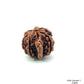 Natural 6 Mukhi Ganesh Rudraksha – Willpower, Wisdom & Obstacle Removal
