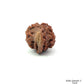 Natural 6 Mukhi Ganesh Rudraksha – Willpower, Wisdom & Obstacle Removal