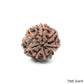 Natural 7 Mukhi Rudraksha – Wealth, Protection & Saturn Relief