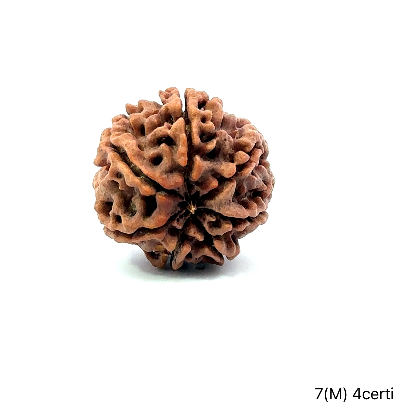 Natural 7 Mukhi Rudraksha – Wealth, Protection & Saturn Relief