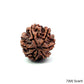 Natural 7 Mukhi Rudraksha – Wealth, Protection & Saturn Relief