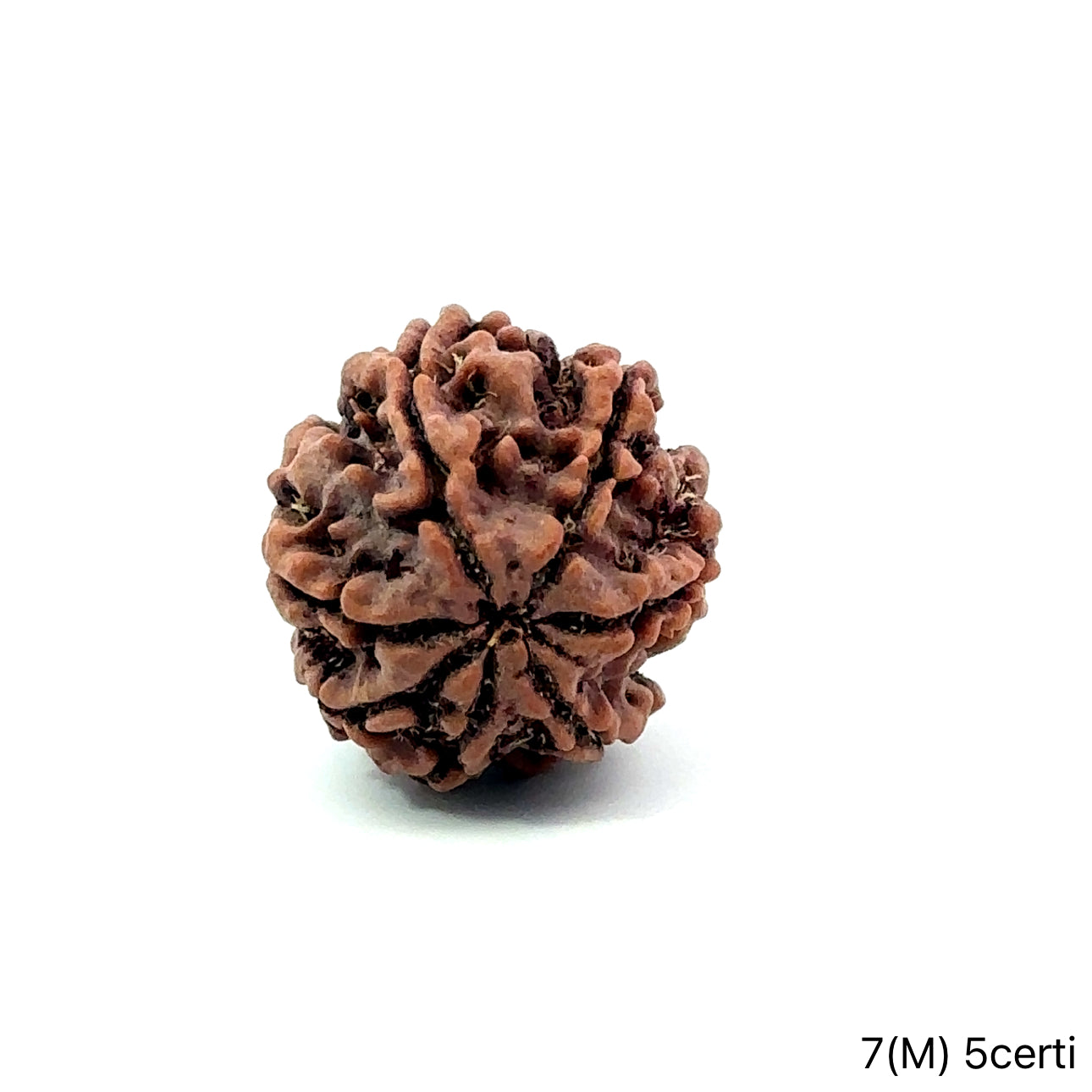 Natural 7 Mukhi Rudraksha – Wealth, Protection & Saturn Relief