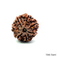 Natural 7 Mukhi Rudraksha – Wealth, Protection & Saturn Relief