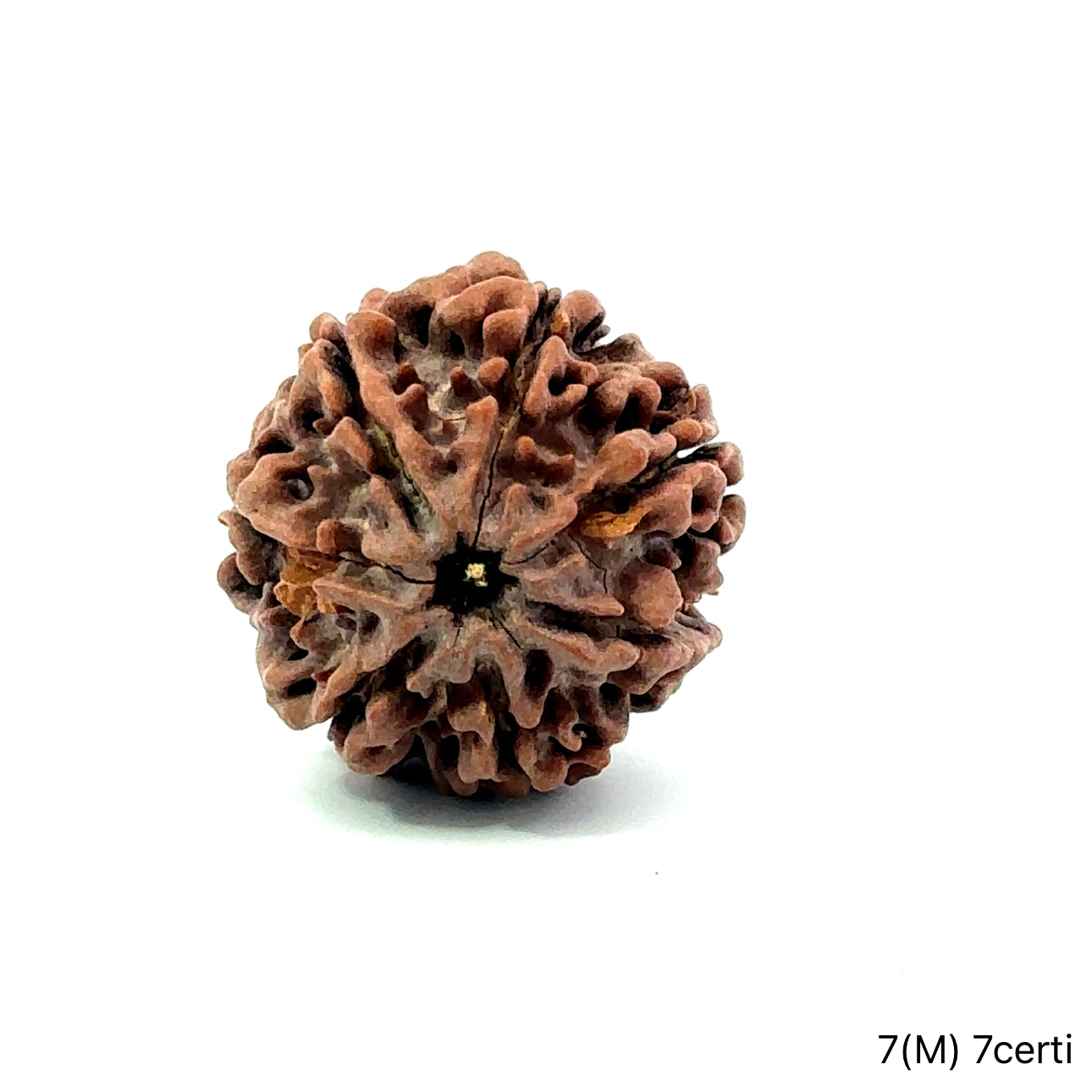 Natural 7 Mukhi Rudraksha – Wealth, Protection & Saturn Relief