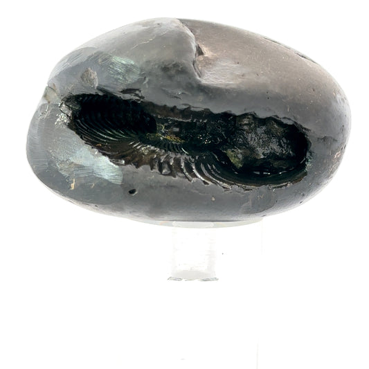 SHRI LAXMI NARAYAN SHALIGRAM-stones, revered in Hinduism, are primarily used as symbols of Lord Vishnu