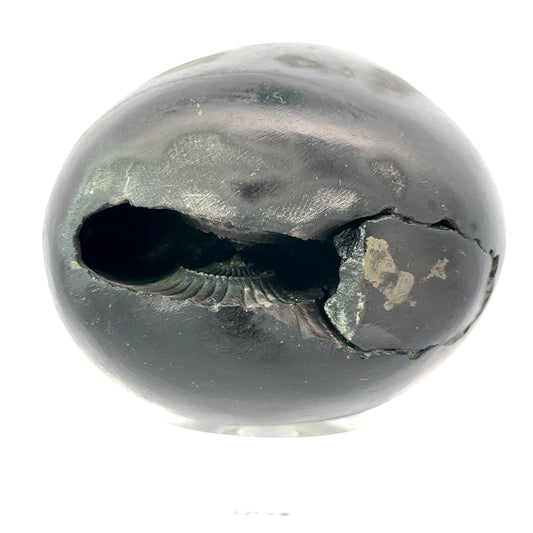 SHRI LAXMI NARAYAN SHALIGRAM-stones, revered in Hinduism, are & primarily used as symbols of Lord Vishnu.