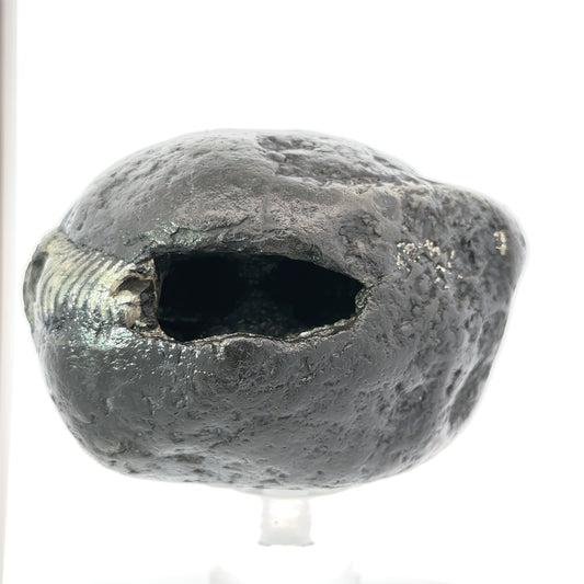 SHRI LAXMI NARAYAN SHALIGRAM-stones, revered in Hinduism, are primarily used as symbols of Lord Vishnu .
