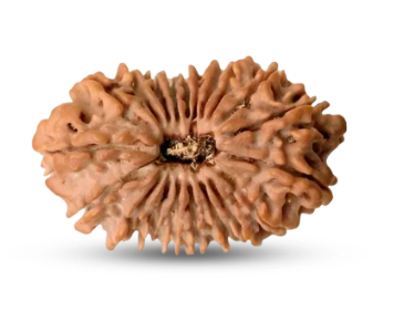 20 Mukhi