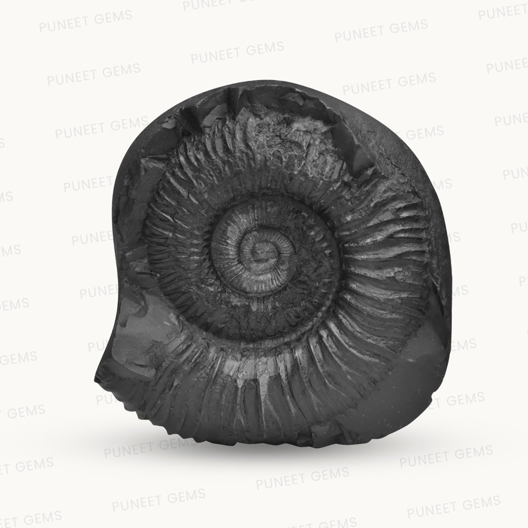 Shaligram Laxmi Ganesh with Sudarshan Chakra Figure