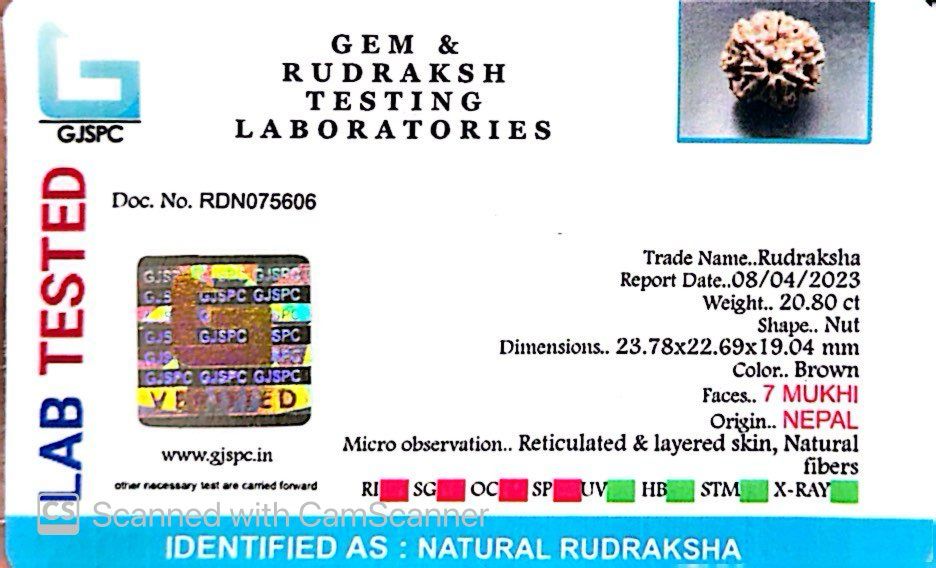 Natural 7 Mukhi Rudraksha – Wealth, Protection & Saturn Relief
