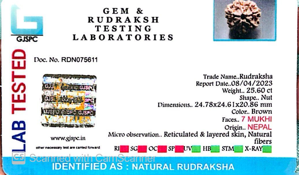 Natural 7 Mukhi Rudraksha – Wealth, Protection & Saturn Relief