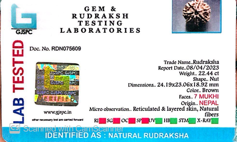 Natural 7 Mukhi Rudraksha – Wealth, Protection & Saturn Relief