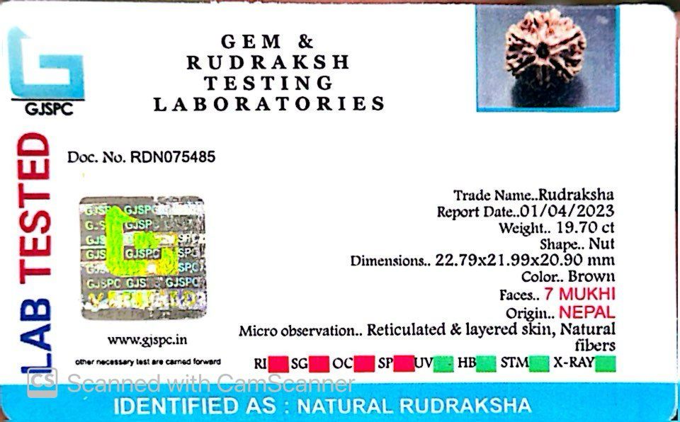 Natural 7 Mukhi Rudraksha – Wealth, Protection & Saturn Relief