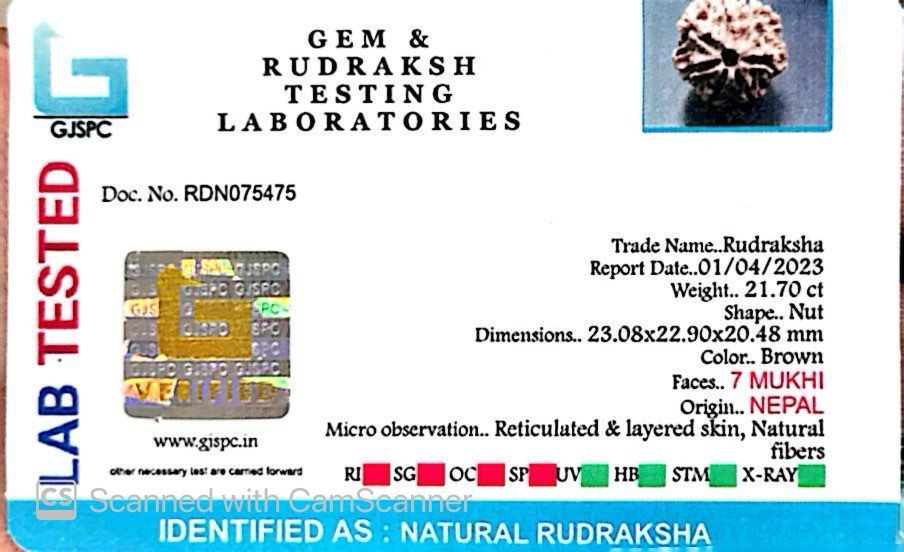 Natural 7 Mukhi Rudraksha – Wealth, Protection & Saturn Relief