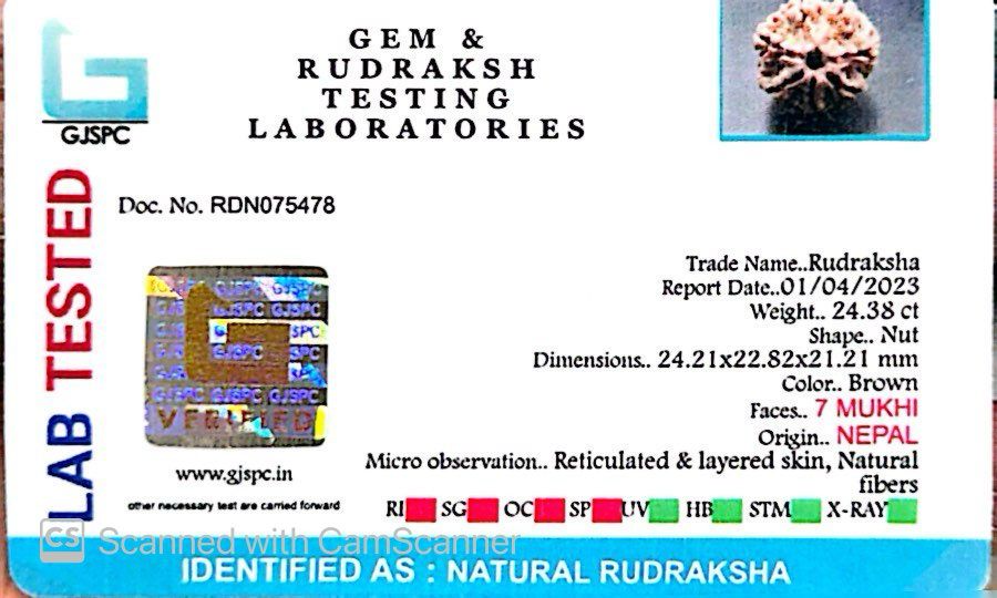Natural 7 Mukhi Rudraksha – Wealth, Protection & Saturn Relief