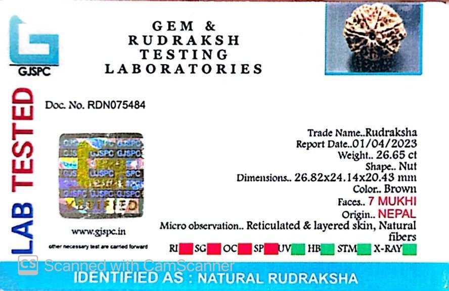 Natural 7 Mukhi Rudraksha – Wealth, Protection & Saturn Relief