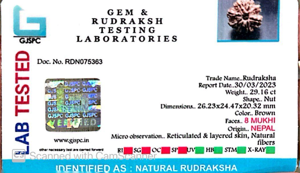 Natural 8 Mukhi Rudraksha – Symbol of Success & Wisdom