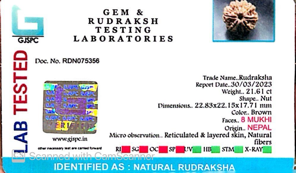 Natural 8 Mukhi Rudraksha – Symbol of Success & Wisdom