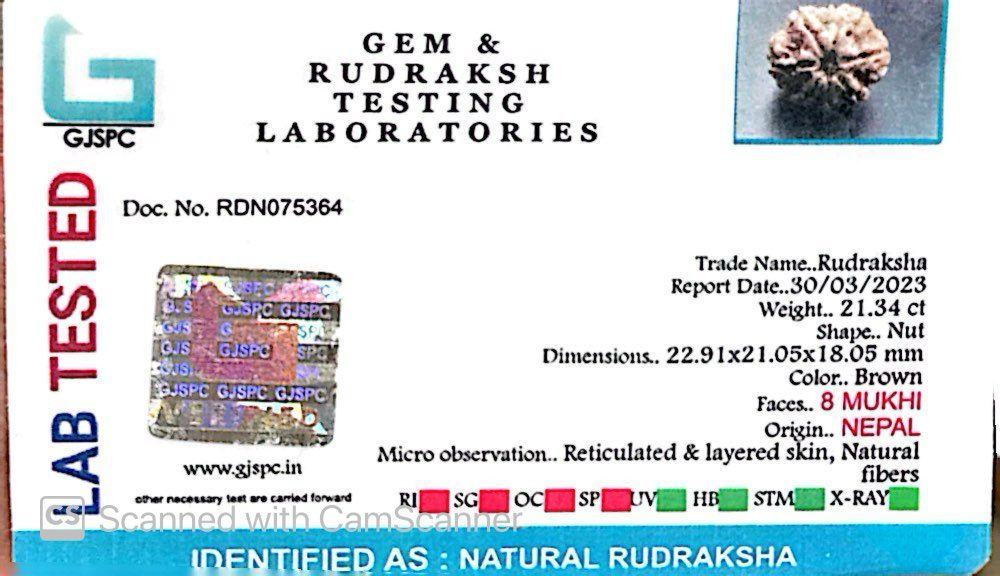 Natural 8 Mukhi Rudraksha – Symbol of Success & Wisdom