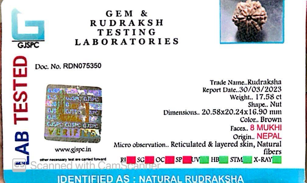 Natural 8 Mukhi Rudraksha – Symbol of Success & Wisdom