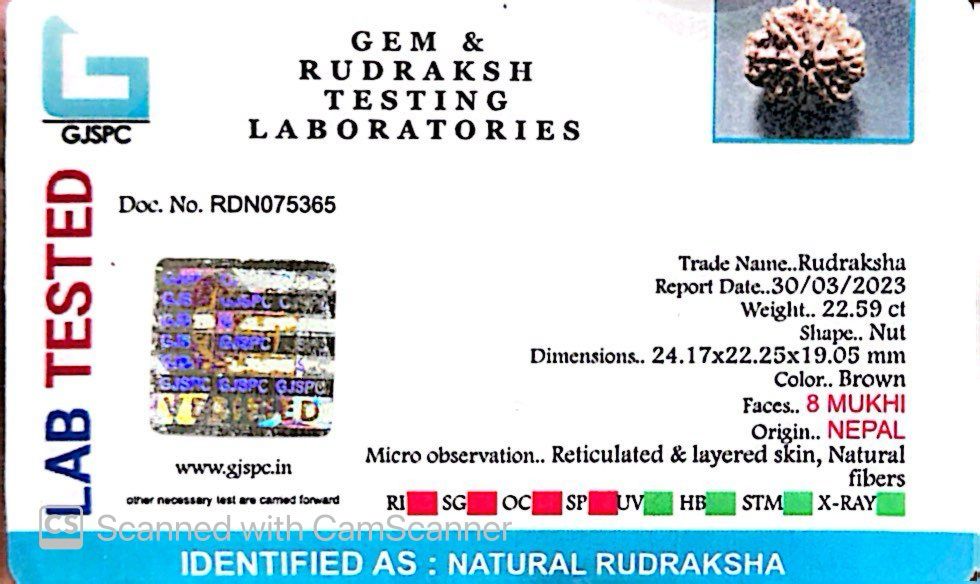 Natural 8 Mukhi Rudraksha – Symbol of Success & Wisdom