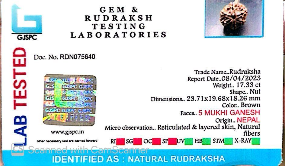 Natural 5 Mukhi Ganesh Rudraksha – Wisdom, Protection & Spiritual Success