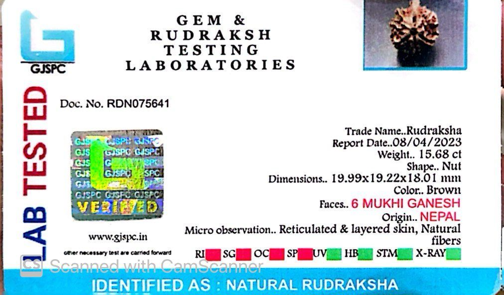 Natural 6 Mukhi Ganesh Rudraksha – Willpower, Wisdom & Obstacle Removal