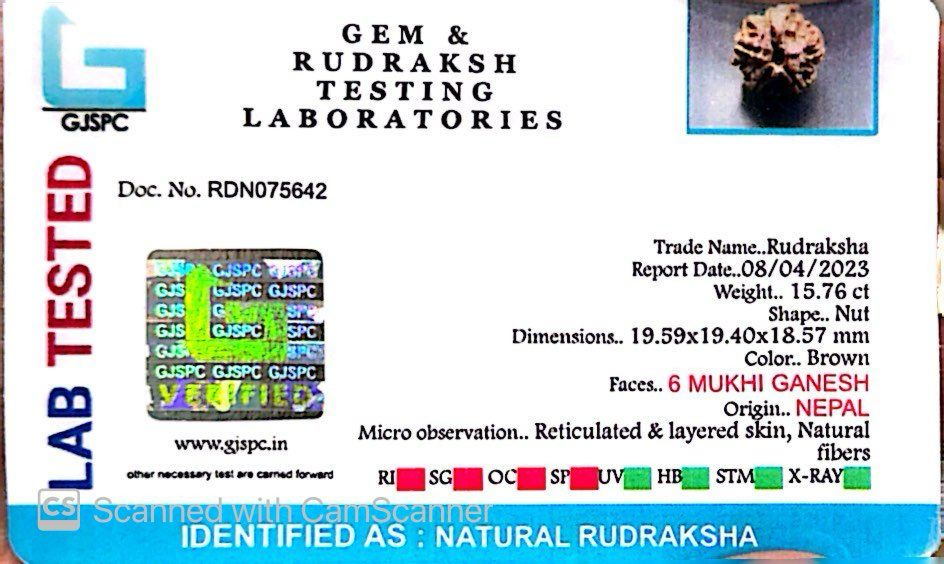 Natural 6 Mukhi Ganesh Rudraksha – Willpower, Wisdom & Obstacle Removal