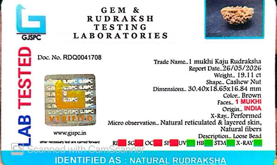 1 Mukhi South Indian Rudraksha