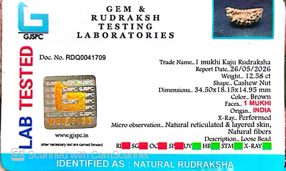 1 Mukhi South Indian Rudraksha
