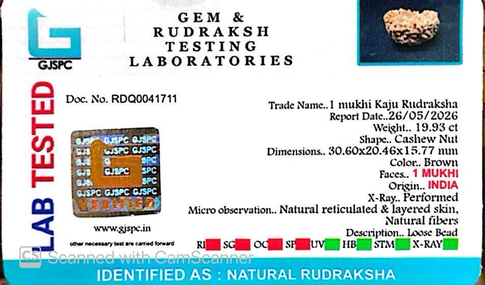 1 Mukhi South Indian Rudraksha
