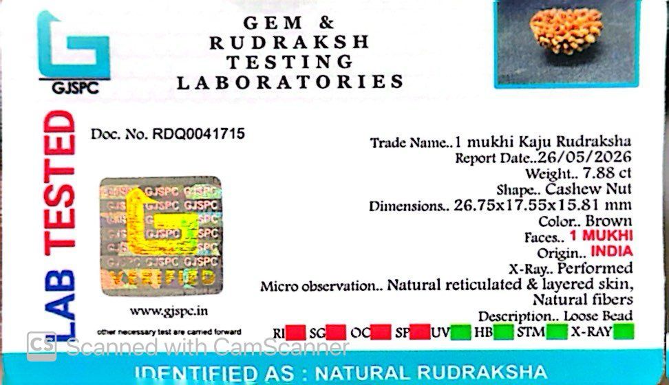 1 Mukhi South Indian Rudraksha