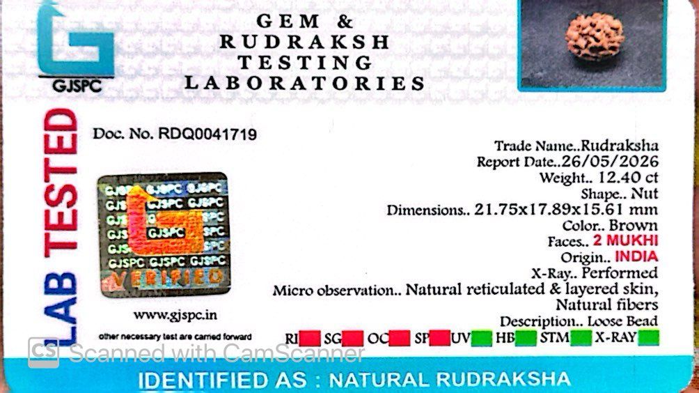 2 Mukhi Rudraksha (Gauri–Shankar Swaroop)