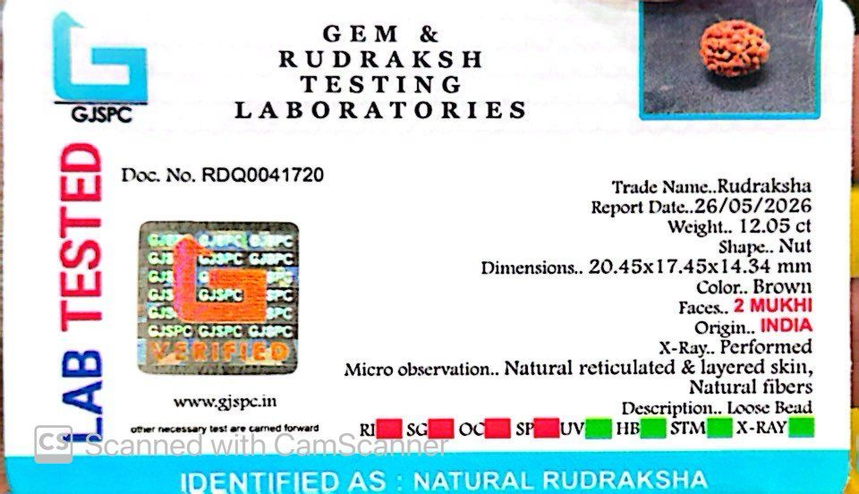 2 Mukhi Rudraksha (Gauri–Shankar Swaroop)