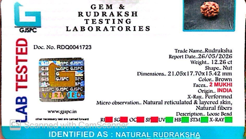 2 Mukhi Rudraksha (Gauri–Shankar Swaroop)