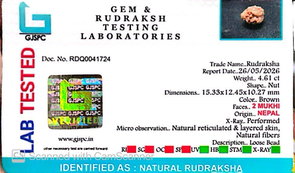 2 Mukhi Nepali Rudraksha (Authentic Nepal Origin)