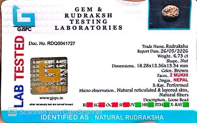 2 Mukhi Nepali Rudraksha (Authentic Nepal Origin)
