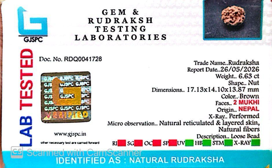 2 Mukhi Nepali Rudraksha (Authentic Nepal Origin)