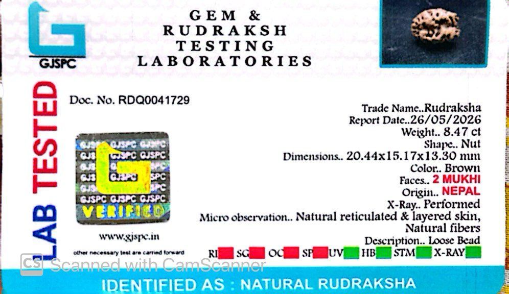 2 Mukhi Nepali Rudraksha (Authentic Nepal Origin)