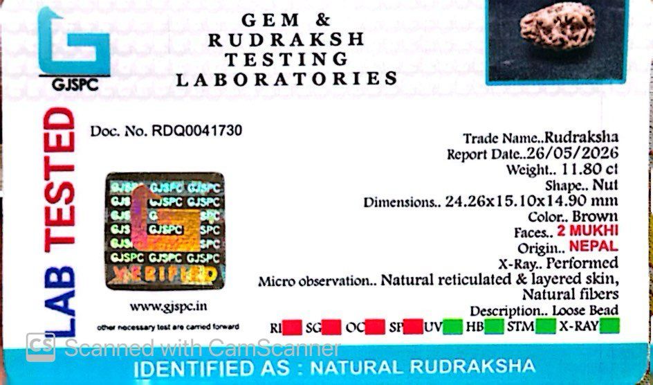 2 Mukhi Nepali Rudraksha (Authentic Nepal Origin)