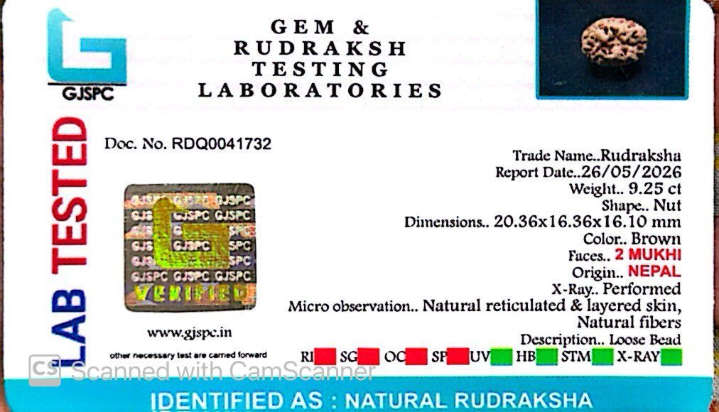 2 Mukhi Nepali Rudraksha (Authentic Nepal Origin)
