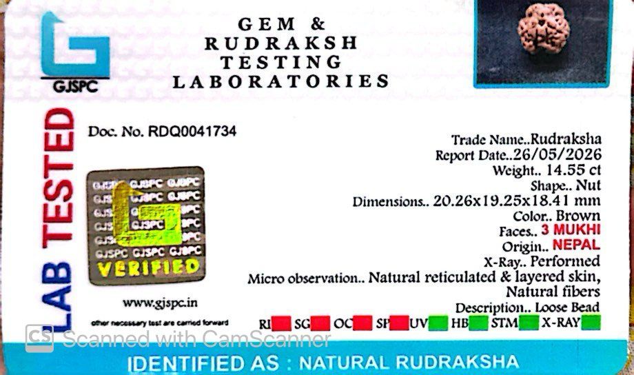 3 Mukhi Nepali Rudraksha (Authentic Nepal Origin)