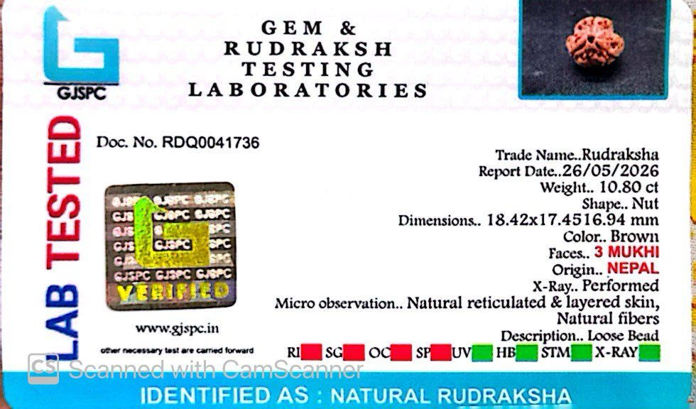 3 Mukhi Nepali Rudraksha (Authentic Nepal Origin)
