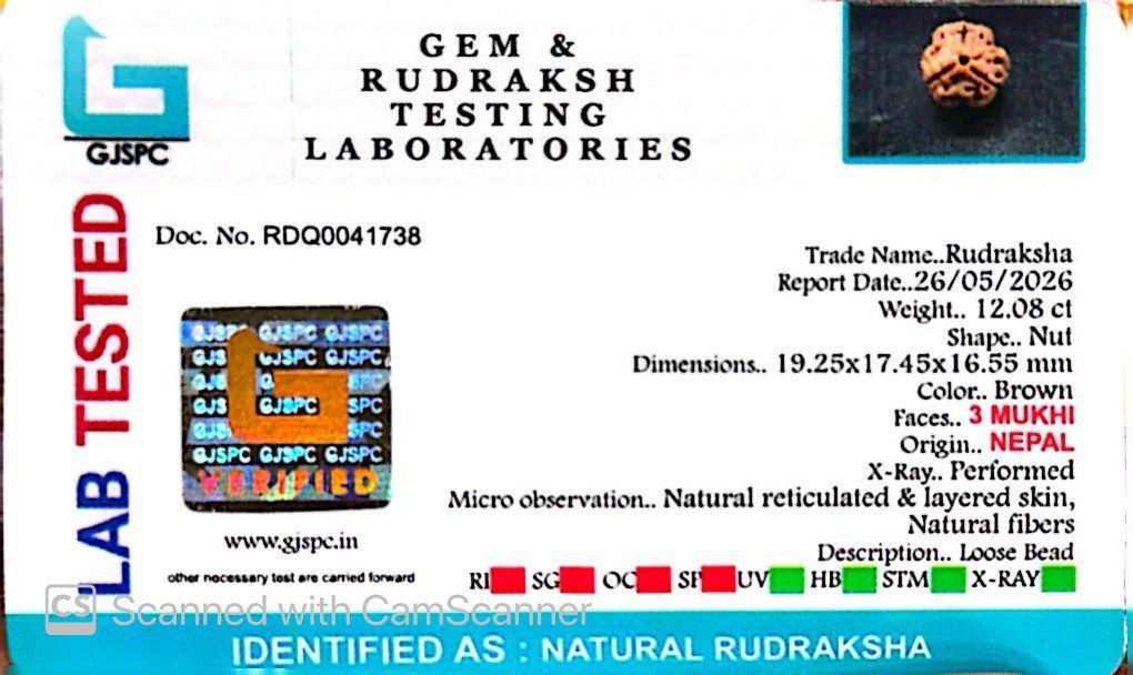 3 Mukhi Nepali Rudraksha (Authentic Nepal Origin)