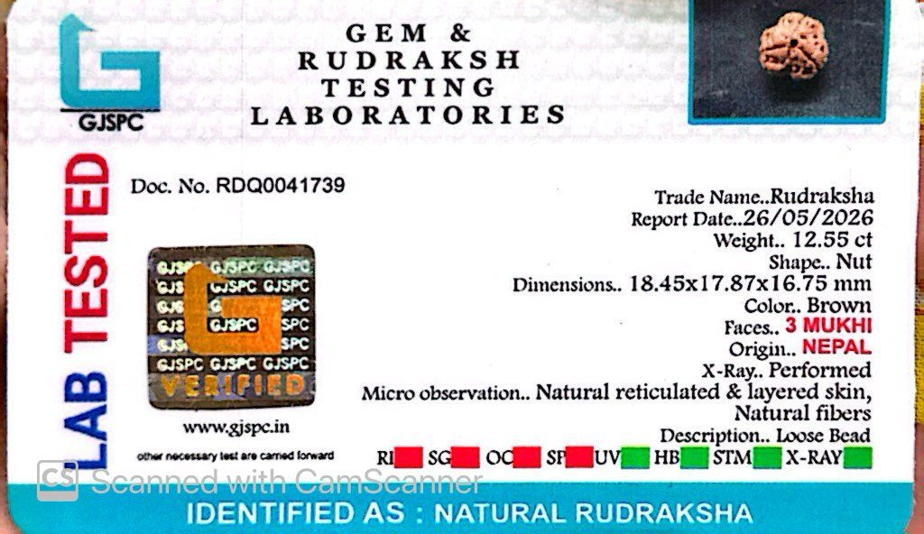 3 Mukhi Nepali Rudraksha (Authentic Nepal Origin)